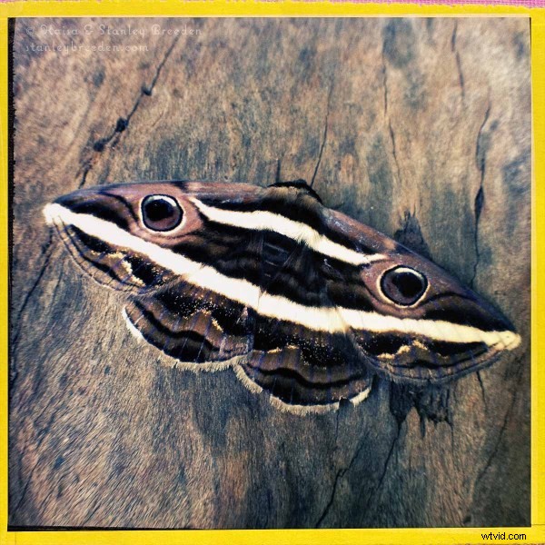 Top 10 iPhone Photographers: Masters by Style and Genre