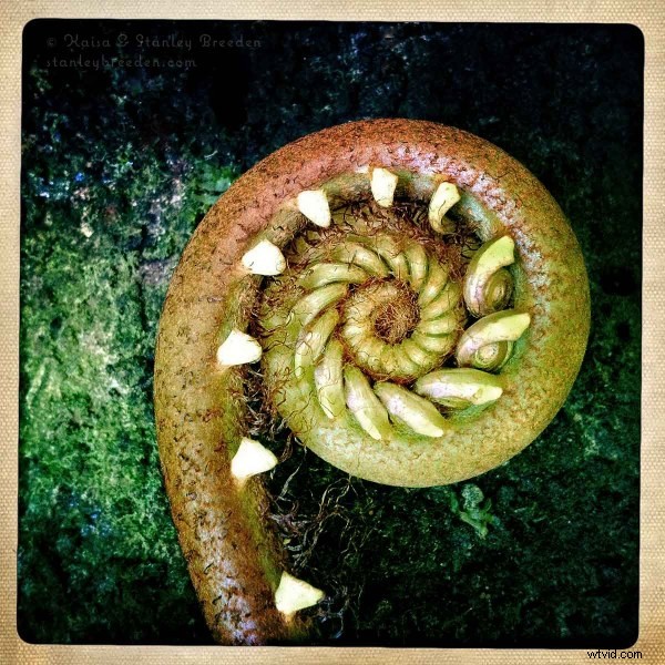 Top 10 iPhone Photographers: Masters by Style and Genre