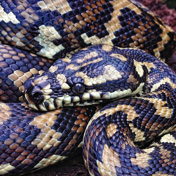 Top 10 iPhone Photographers: Masters by Style and Genre