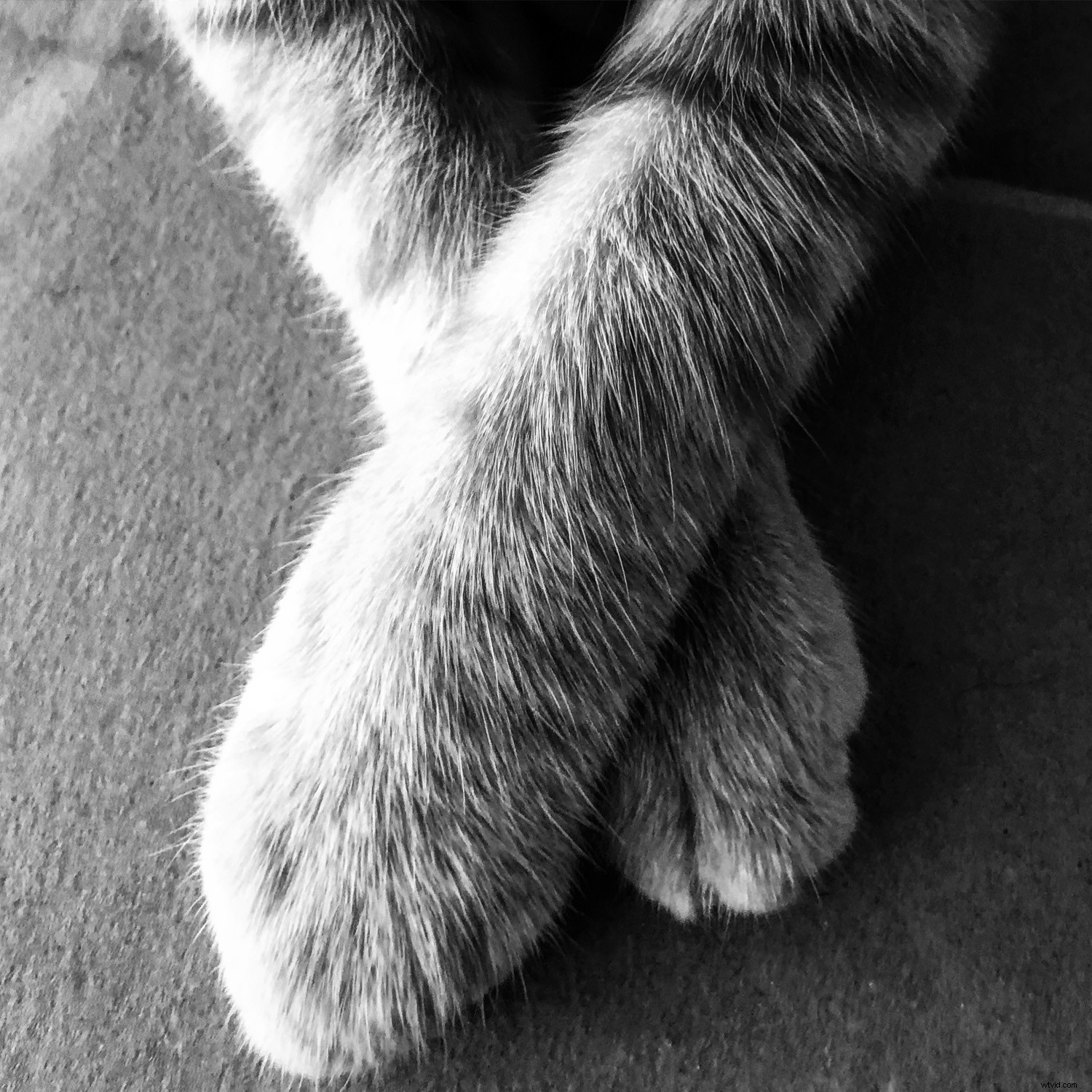 iPhone Photography Tips: Capture Stunning Photos Like a Pro