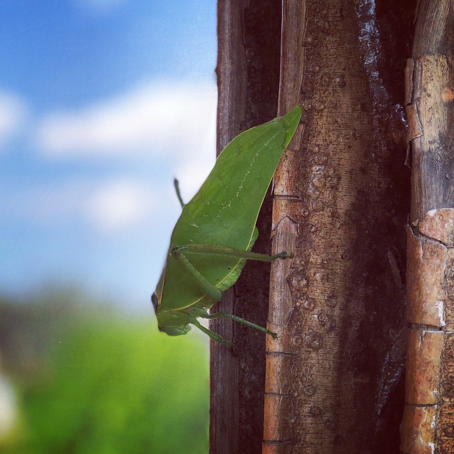 iPhone Photography Tips: Capture Stunning Photos Like a Pro