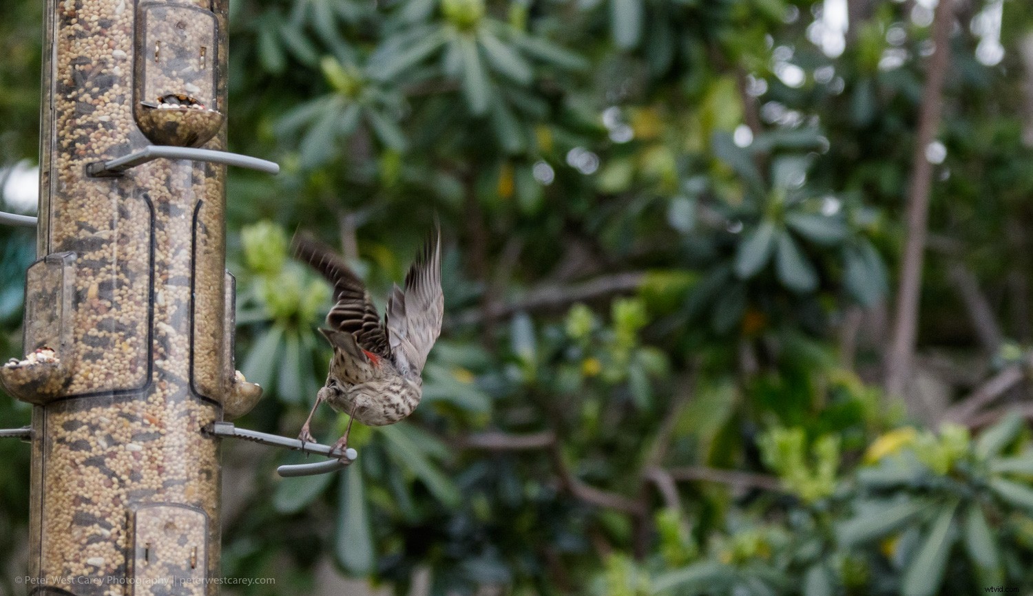 MIOPS Mobile RemotePlus Review: Advanced Wireless Camera Control Beyond Cable Releases