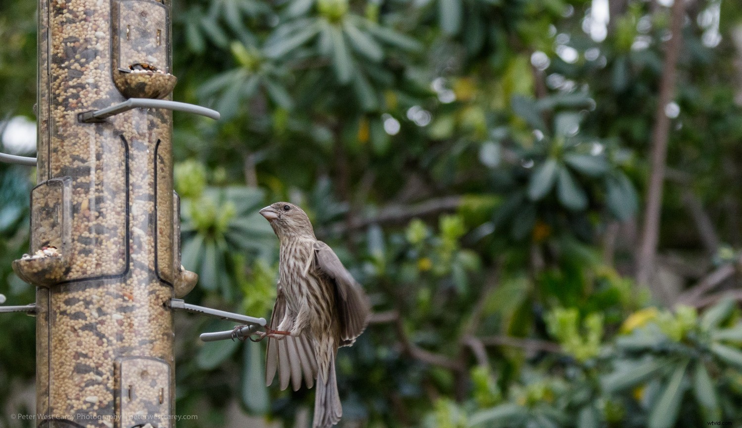 MIOPS Mobile RemotePlus Review: Advanced Wireless Camera Control Beyond Cable Releases