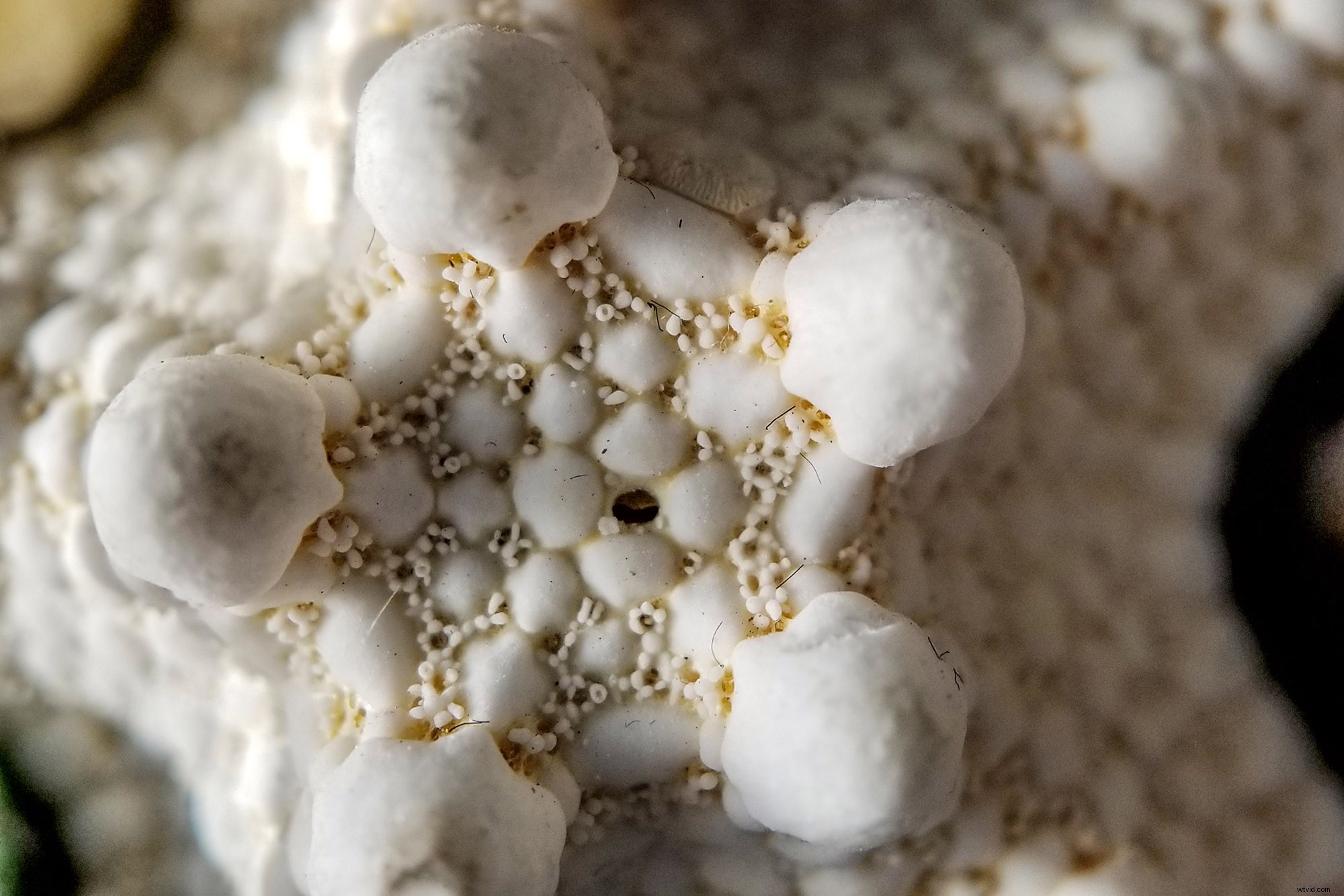 Moment Lenses Review: Elevate Smartphone Photography & Videography