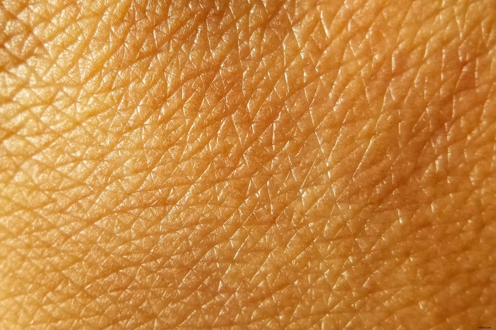 Moment Lenses Review: Elevate Smartphone Photography & Videography