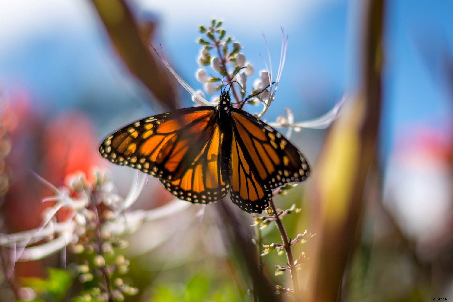 Why DSLRs Outshine Smartphone Cameras: Timeless Advantages That Endure