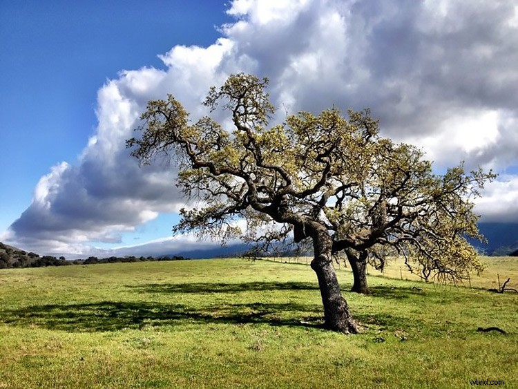 Top 9 Apps for Stunning Smartphone Photography: Pro Tips & Tools