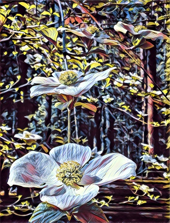 Top 9 Apps for Stunning Smartphone Photography: Pro Tips & Tools