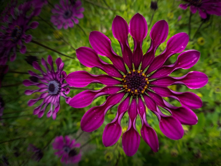 Struman Lenses Review: Elevate Your Smartphone Photography