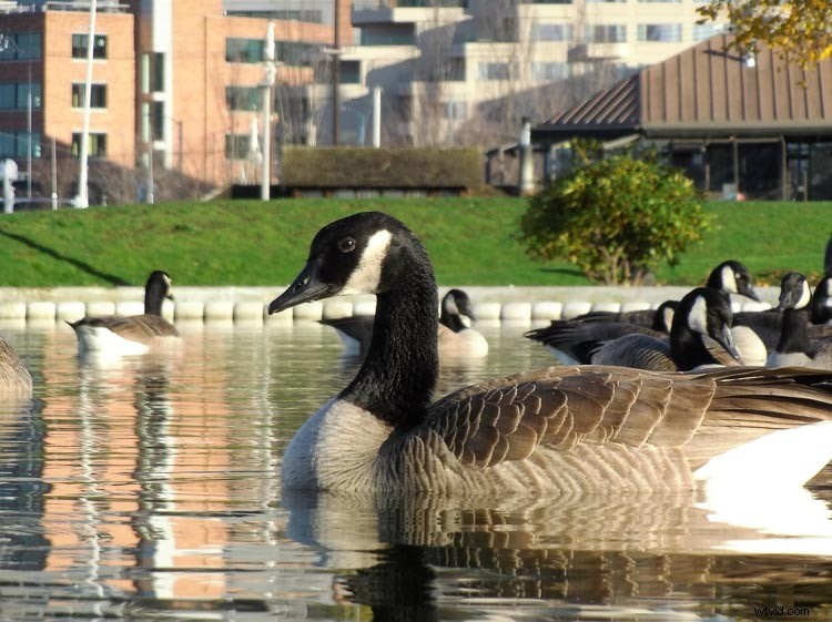 Hands-On Field Test: Hasselblad True Zoom Camera Mod for Moto Z Smartphone