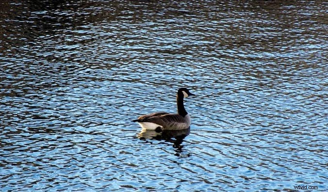 Hands-On Field Test: Hasselblad True Zoom Camera Mod for Moto Z Smartphone