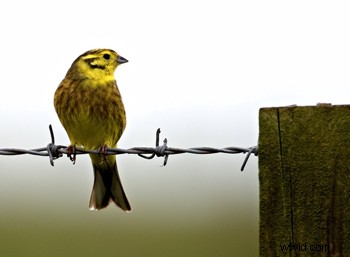 Expert Guide: How to Capture Stunning Bird Photographs