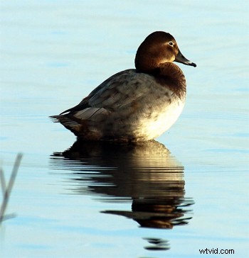 Expert Guide: How to Capture Stunning Bird Photographs