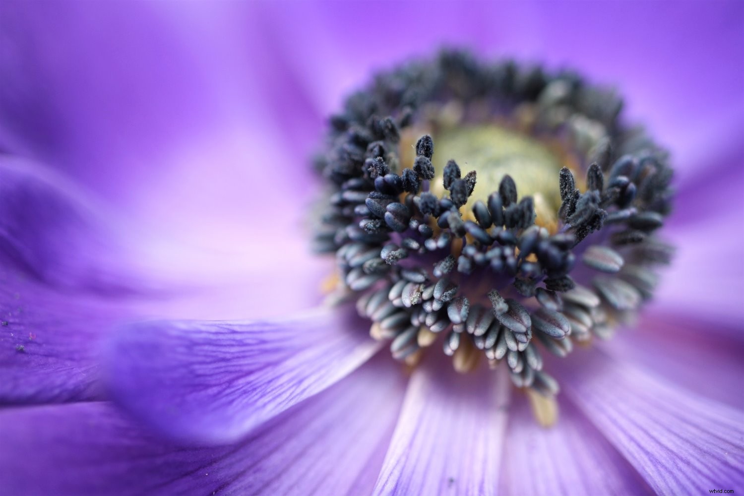 Master Macro Photography: Essential Tips for Beginners - Part 2