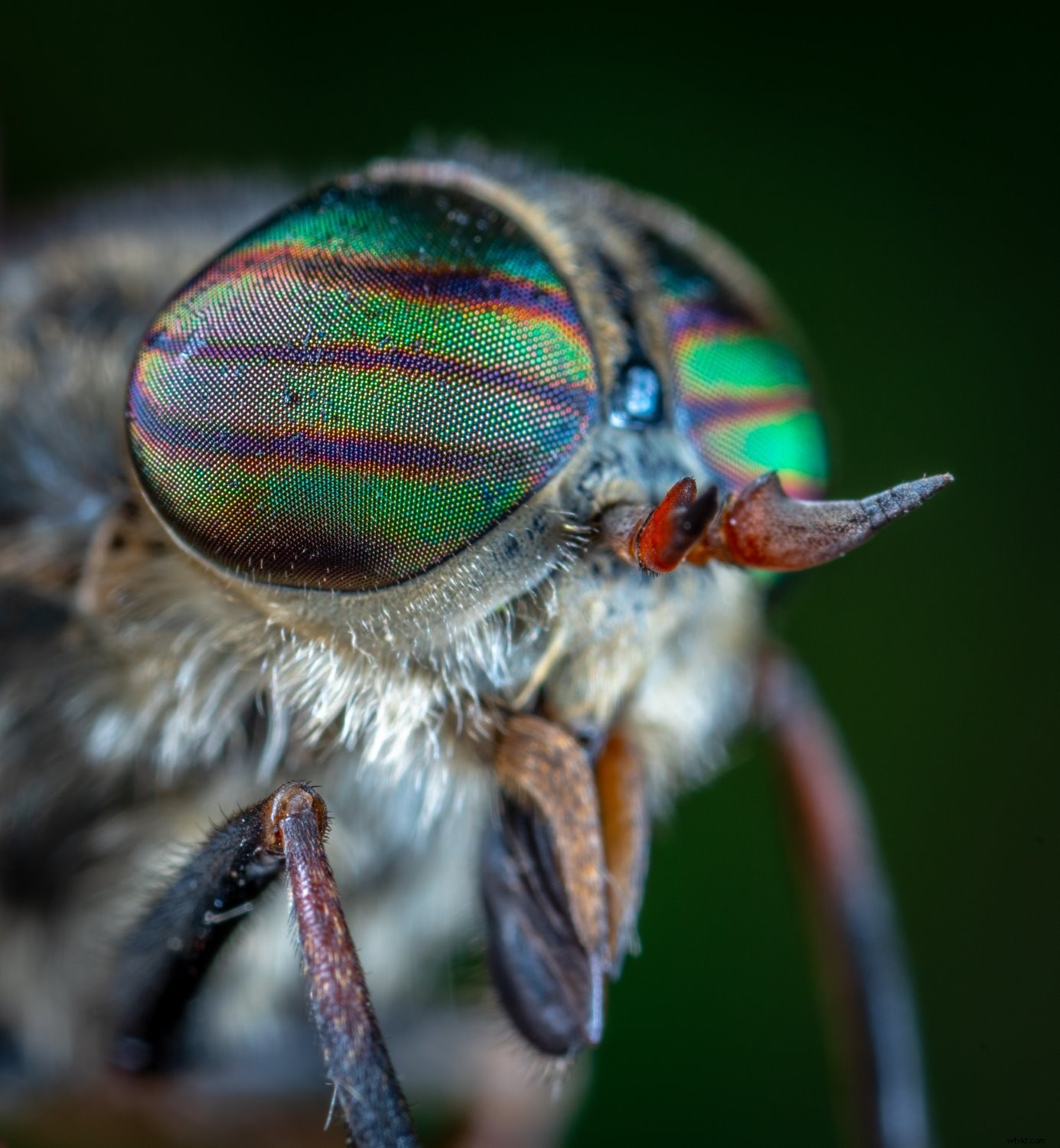 Master Macro Photography: Essential Tips for Beginners - Part 2