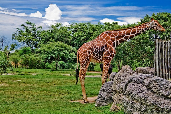 Unlock Creative Power: Advanced RAW Editing in Adobe Camera Raw