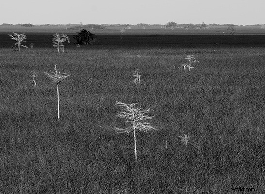 Master Stunning Black & White Images: Convert a Single RGB Channel Like a Pro