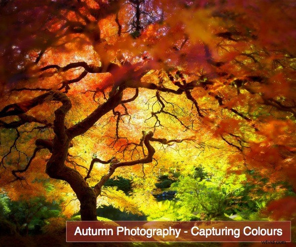Autumn (Fall) Photography: Capture Stunning Vibrant Leaf Colors
