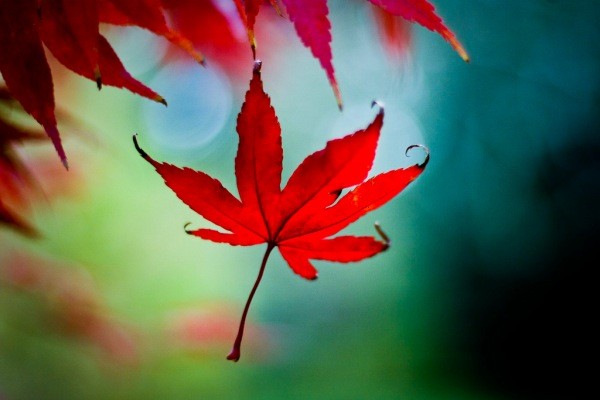 Autumn (Fall) Photography: Capture Stunning Vibrant Leaf Colors