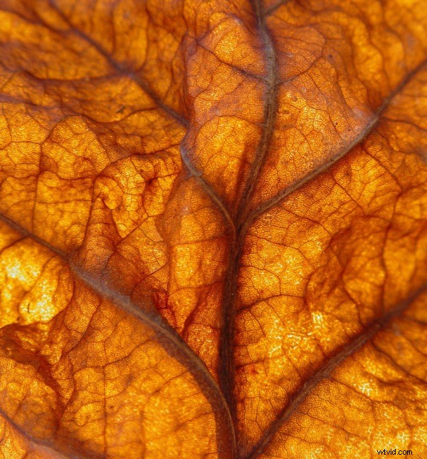 Autumn (Fall) Photography: Capture Stunning Vibrant Leaf Colors