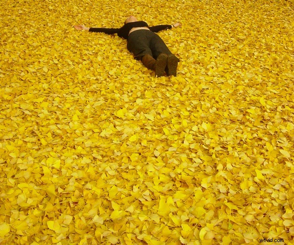 Autumn (Fall) Photography: Capture Stunning Vibrant Leaf Colors