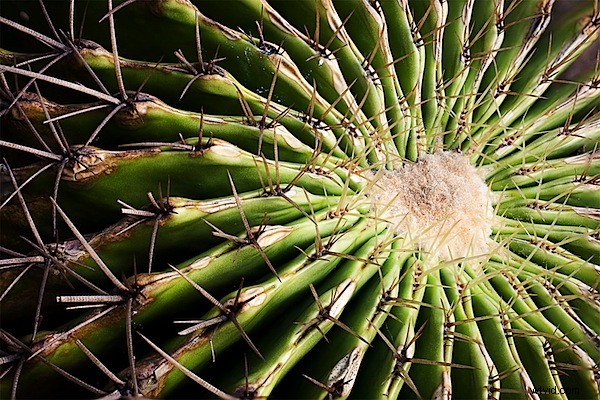 Master Focus Stacking: Achieve Razor-Sharp Depth of Field in Macro Photography