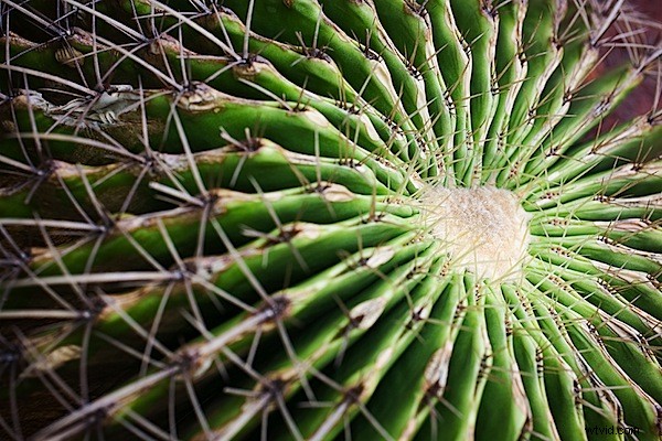 Master Focus Stacking: Achieve Razor-Sharp Depth of Field in Macro Photography