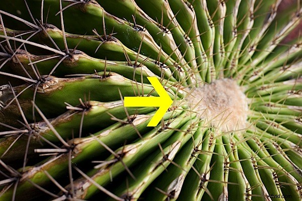 Master Focus Stacking: Achieve Razor-Sharp Depth of Field in Macro Photography