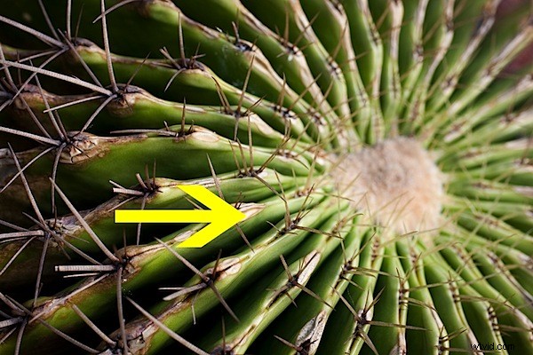 Master Focus Stacking: Achieve Razor-Sharp Depth of Field in Macro Photography