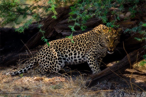 Master Nik Color Efex Pro: Techniques to Draw Viewers into Your Images