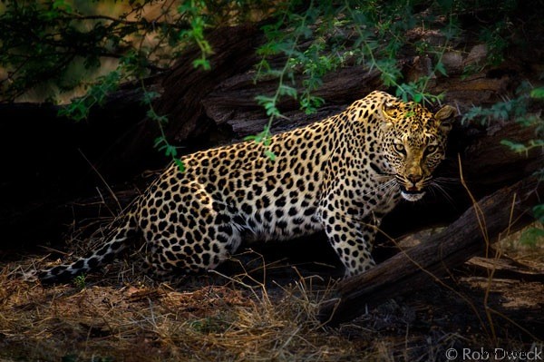 Master Nik Color Efex Pro: Techniques to Draw Viewers into Your Images