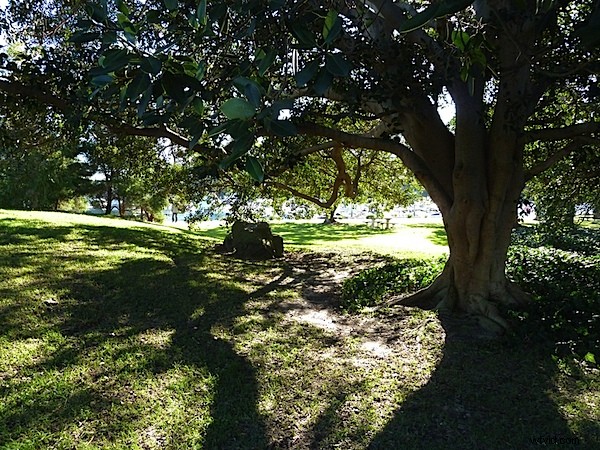 Leica V-Lux 20 Review: Expert Analysis of Premium Compact Superzoom