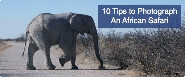10 Expert Tips for Capturing Stunning African Safari Photos
