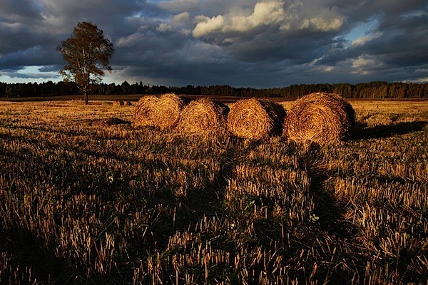 Mastering Color in Photography: Exclusive Interview with Expert Mitchell Kanashkevich