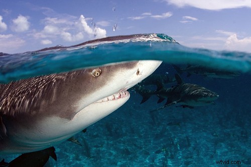 15 Stunning Underwater Photographs to Inspire Your Photography Adventures