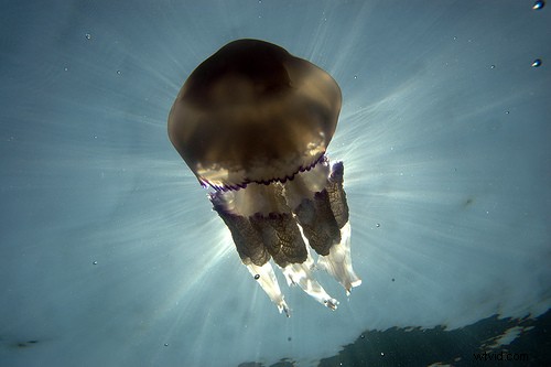 15 Stunning Underwater Photographs to Inspire Your Photography Adventures