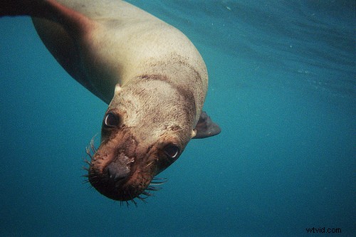 15 Stunning Underwater Photographs to Inspire Your Photography Adventures