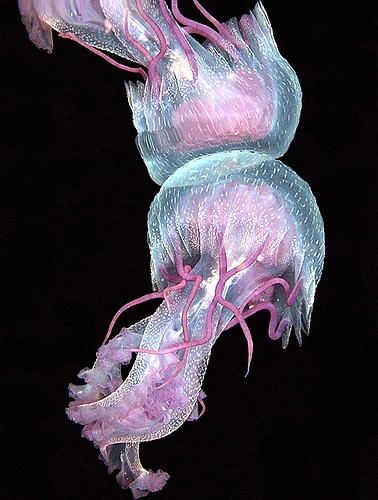 15 Stunning Underwater Photographs to Inspire Your Photography Adventures