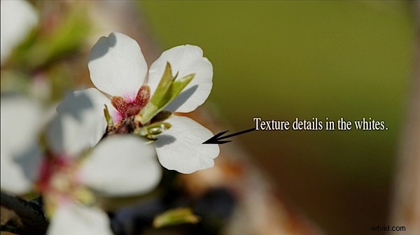 Tamron 18-200mm f/3.5-6.3 Di III VC Lens Review: Hands-On Test on Sony NEX-5K