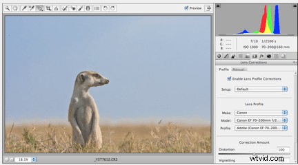 Expert Meerkat Photo Post-Processing Tutorial by Anette Mossbacher