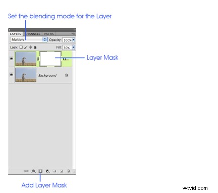 Expert Meerkat Photo Post-Processing Tutorial by Anette Mossbacher