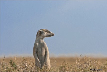 Expert Meerkat Photo Post-Processing Tutorial by Anette Mossbacher