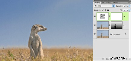 Expert Meerkat Photo Post-Processing Tutorial by Anette Mossbacher