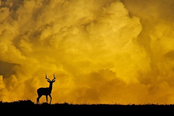 Kenya Travel Photography Inspiration: Stunning Wildlife and Savannah Captures