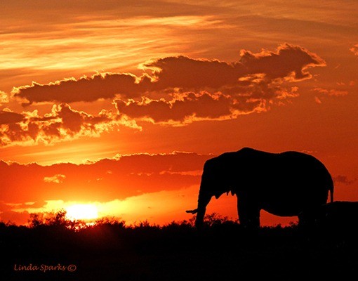 Kenya Travel Photography Inspiration: Stunning Wildlife and Savannah Captures