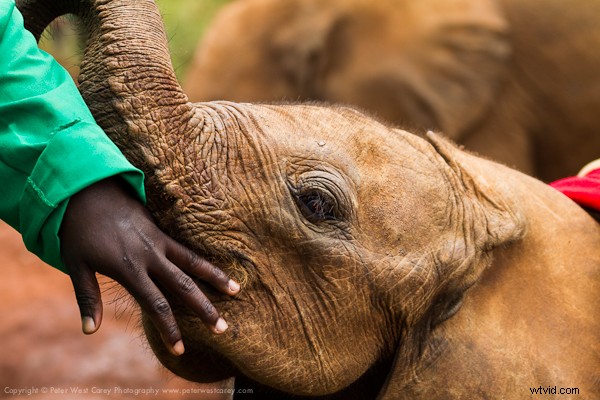 Kenya Travel Photography Inspiration: Stunning Wildlife and Savannah Captures