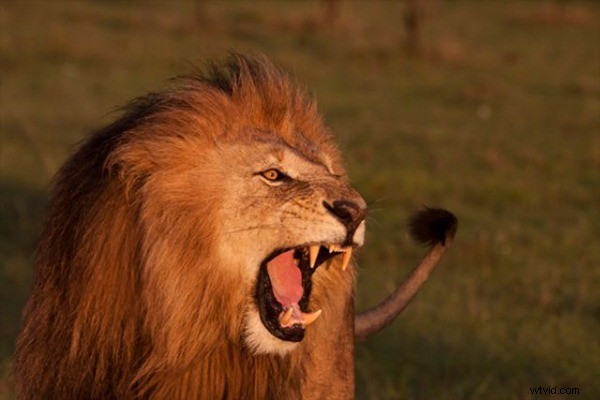 Kenya Travel Photography Inspiration: Stunning Wildlife and Savannah Captures