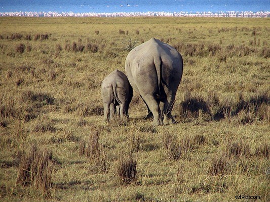 Kenya Travel Photography Inspiration: Stunning Wildlife and Savannah Captures