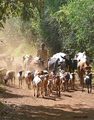 Kenya Travel Photography Inspiration: Stunning Wildlife and Savannah Captures