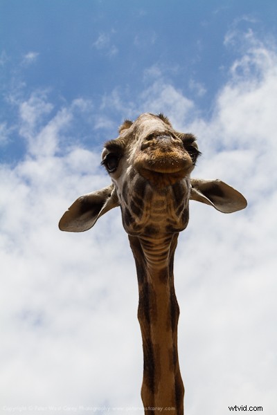 Kenya Travel Photography Inspiration: Stunning Wildlife and Savannah Captures